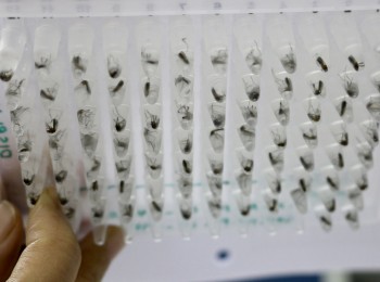 世界蚊子计划（上篇）